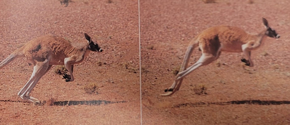 Crazy Neighbours – Fascinating Australian Animals - Blenheim - Eventfinda Crazy Neighbours – Fascinating Australian Animals - Blenheim - Eventfinda