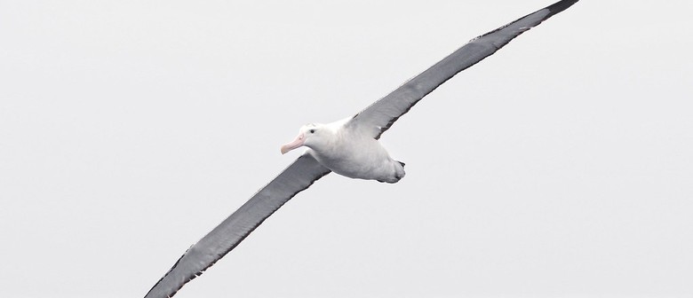 Forest & Bird Monthly Talk: Albatrosses On the Way Out?