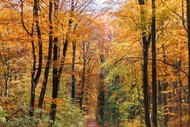 Image for event: A Guided Walking Meditation