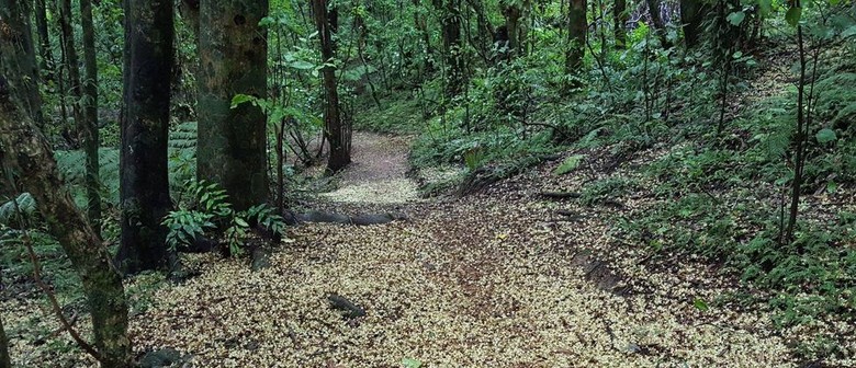 Summer Guided Walks - Redwood Bush Reserve
