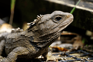 Secrets of the Tautari Wetland Sanctuary Mountain