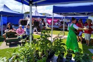 Image for event: Coromandel Farmers Market