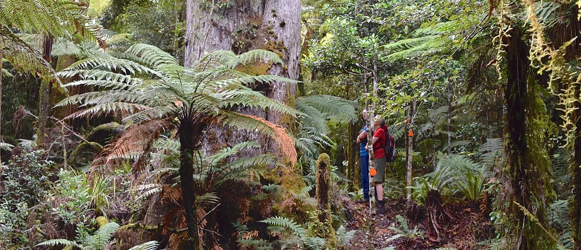 Wainuiomata Old Forest Walk