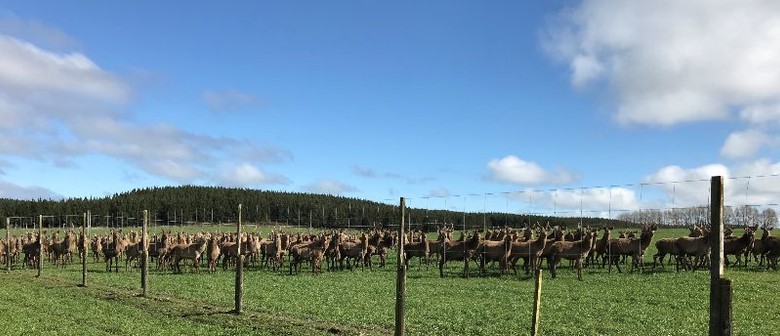 Deer NZ Environmental Award Winner Field Day Open Farm