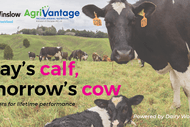 Today's Calf, Tomorrow's Cow - Manawatu
