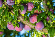 Post Harvest Pruning | Hands-on Gardening Workshop