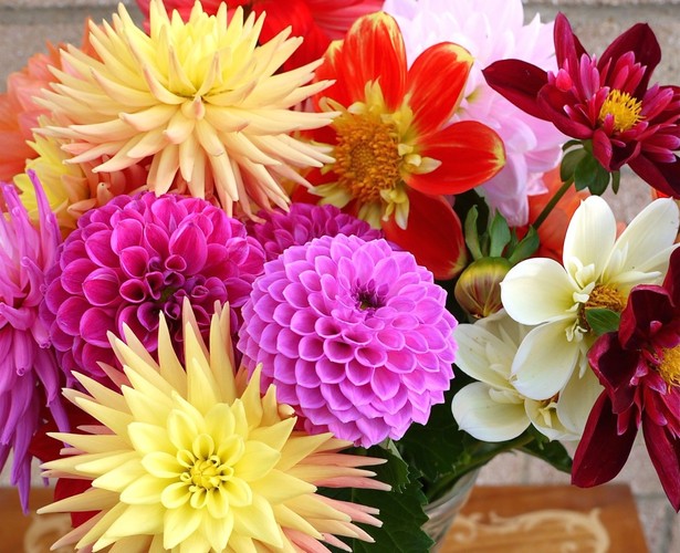 Chrysanthemum & Dahlia Society Annual Show featuring Dahlias Auckland