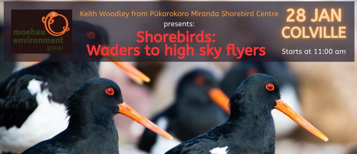 Shorebirds: Waders to High Sky Flyers