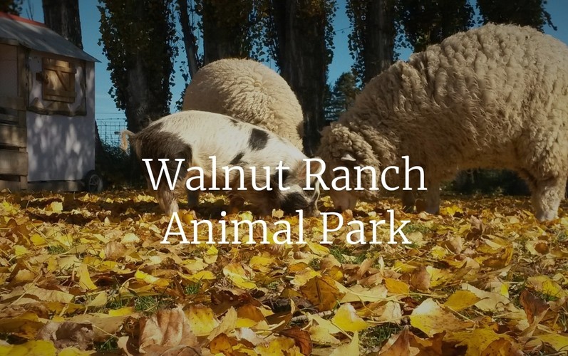 Walnut Ranch Open Day Blenheim Eventfinda