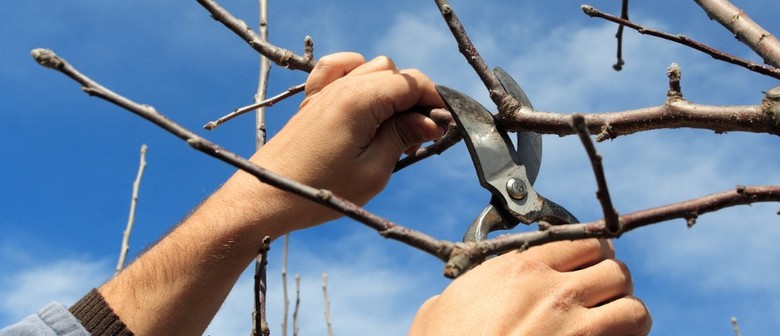 Kai Workshops: Tree Pruning
