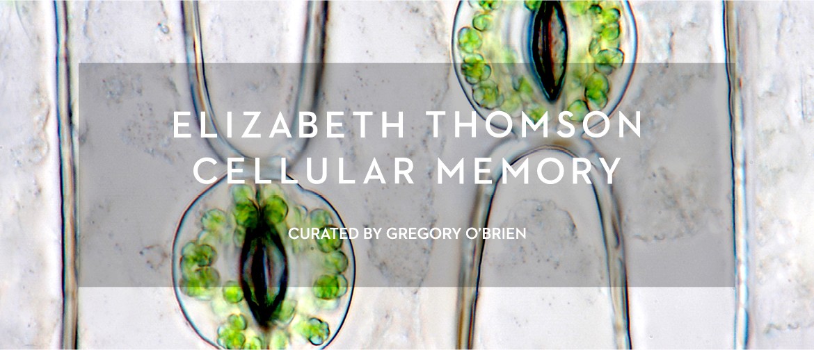 Elizabeth Thomson: Cellular Memory