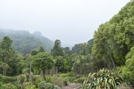 The 'Wonderful' World of Wellington Weeds