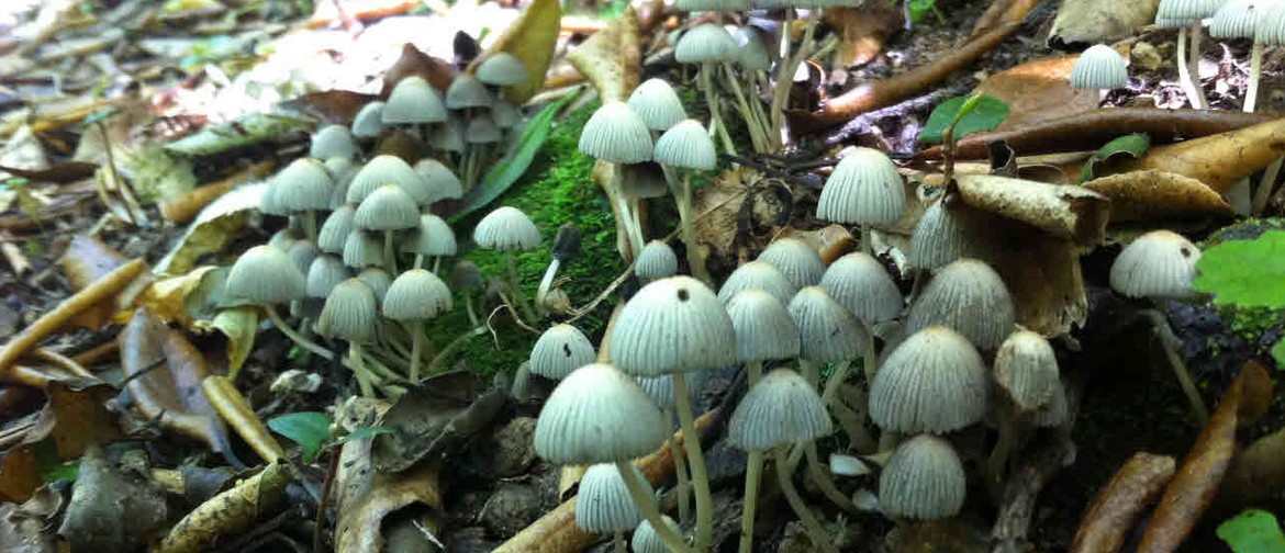 An Introduction to The Fungi Kingdom