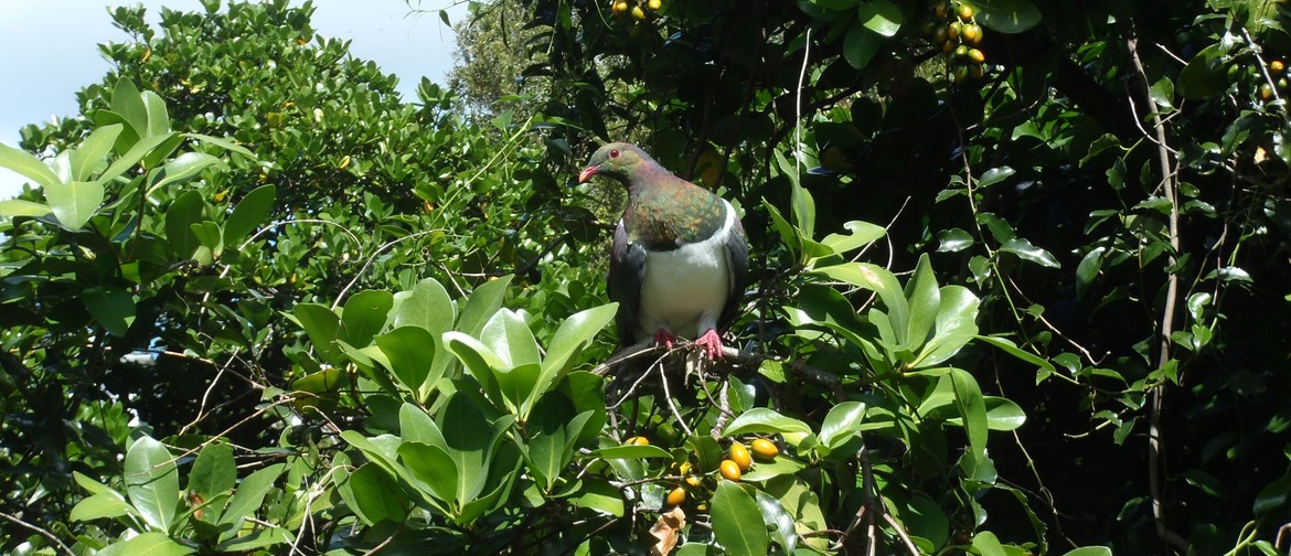 Birds of Ōtari-Wilton's Bush