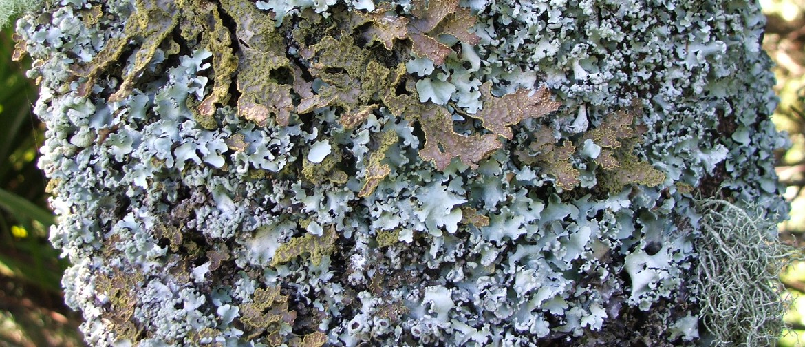 Tiny plants are everywhere: mosses, liverworts, and lichens