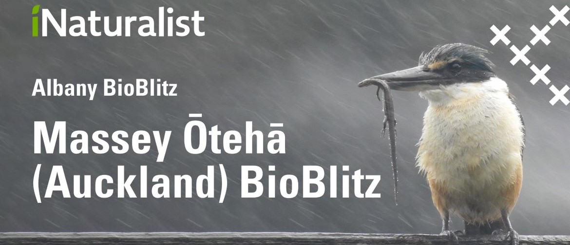 BioBlitz Massey University Ōtehā - Albany: Community Day