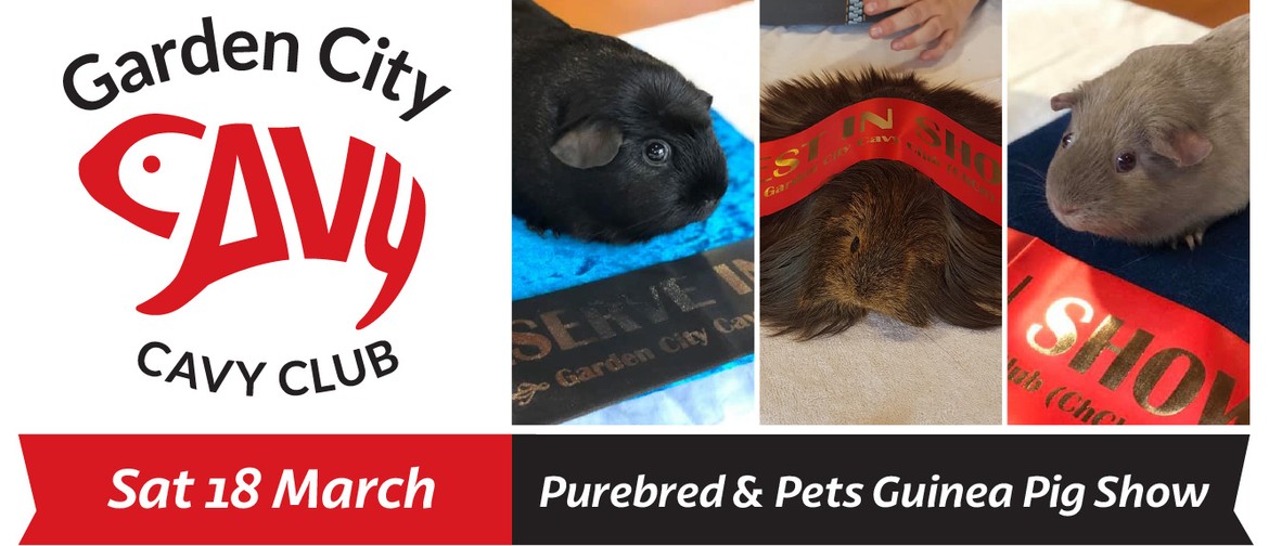 Christchurch Guinea Pig Show: Purebred & Pet Competition