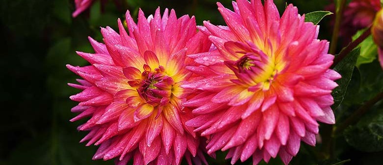 Canterbury Dahlia Circle One Day Show Canterbury Dahlia Circle One Day Show
