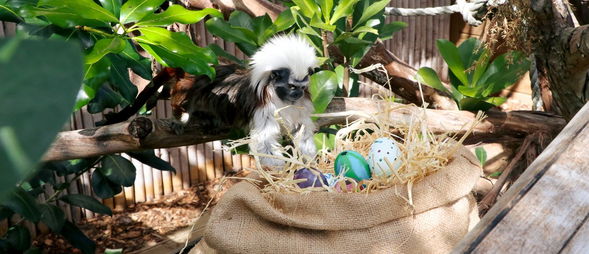 Easter Fun at Butterfly Creek - Find the Golden Egg