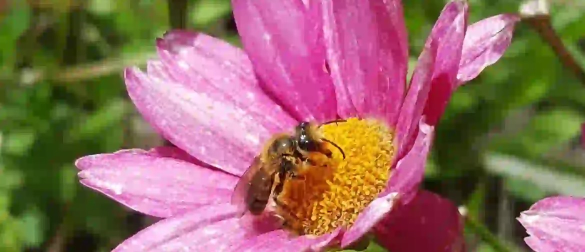 Native Bees vs Honey Bees