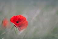 Image for event: Anzac Day Service - Linkwater