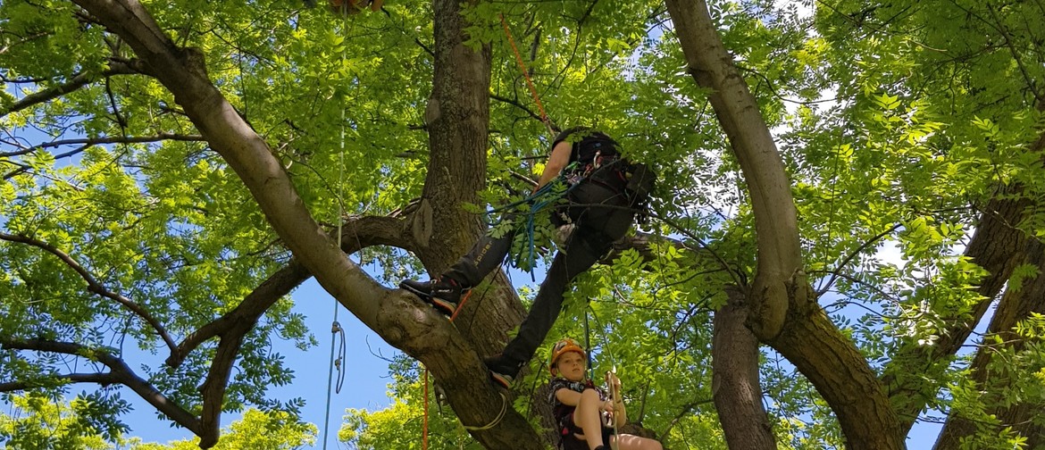 Recreational Tree Climbing