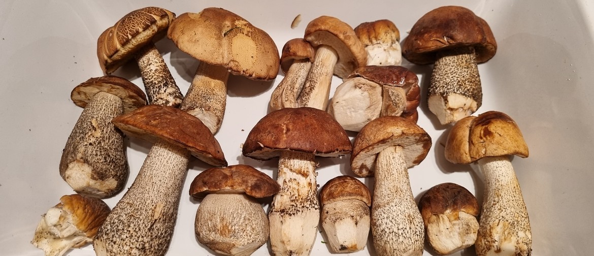 Foraging Walk - Identify Edible Mushrooms
