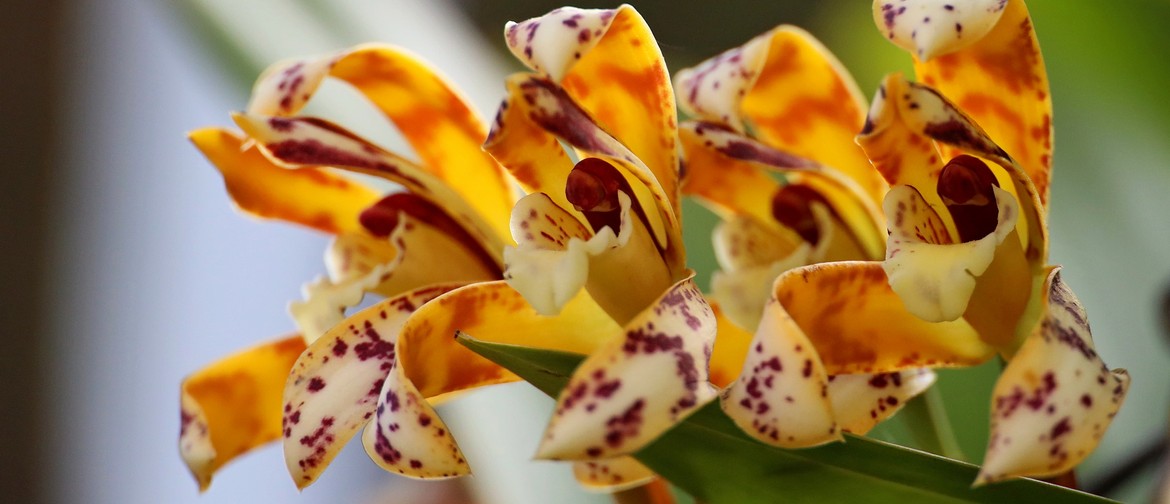 Tauranga Orchid Show 2023