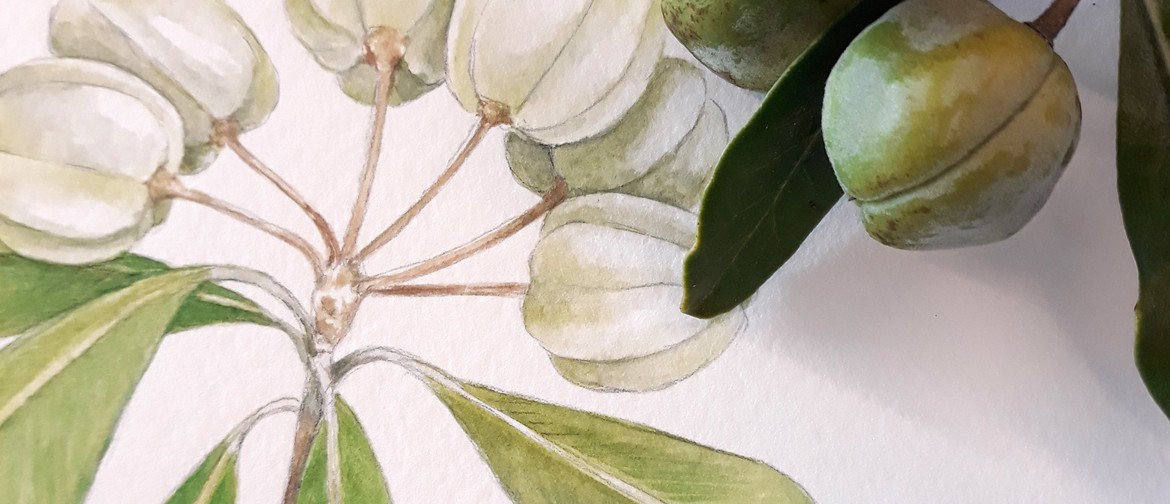 Beginners Botanical Art with Tabatha Forbes | Workshop