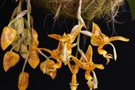 NZ Orchid Society Meeting Night