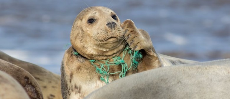 Impacts of Plastic Pollution On the Health of Marine Animals