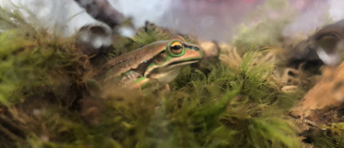 Fabulous Frog Day