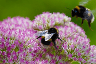 Bee Awareness Month Walk - the Secret Life of  Bees