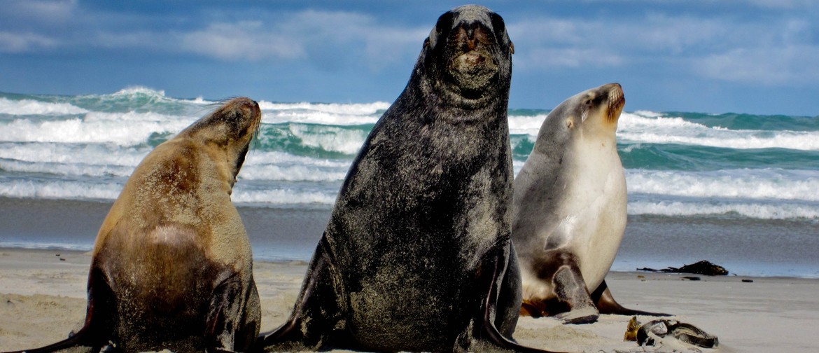 Sea Lion Research: From the Subantarctic to South Otago