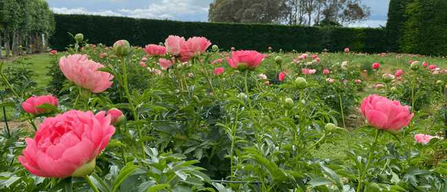 PICNIC IN THE PEONIES