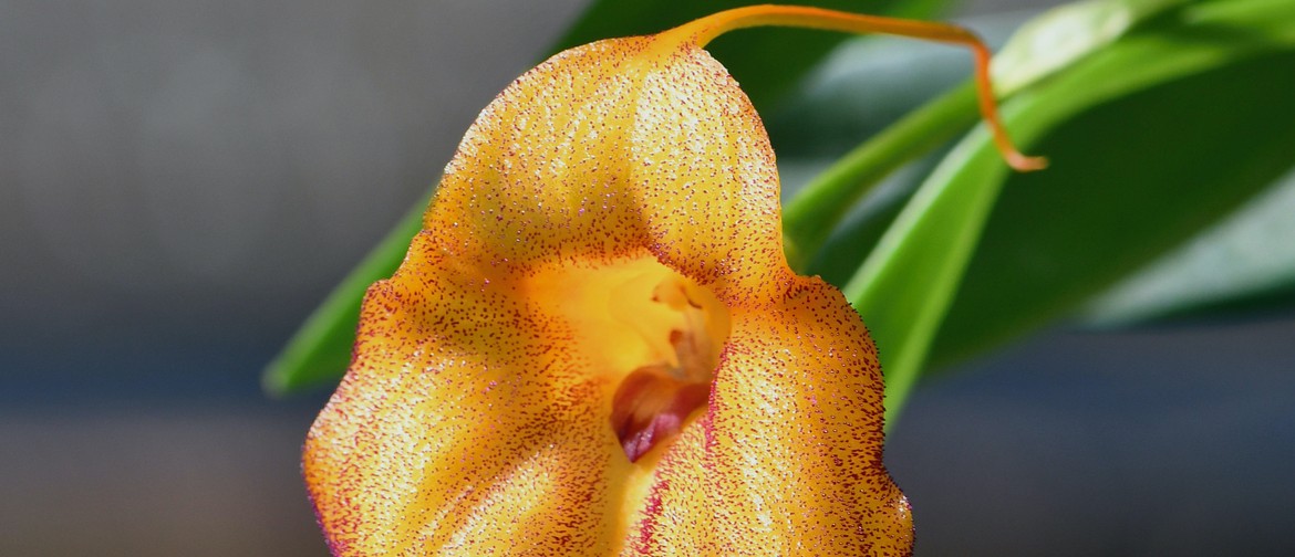 Waitakere Orchid Club Spring Show