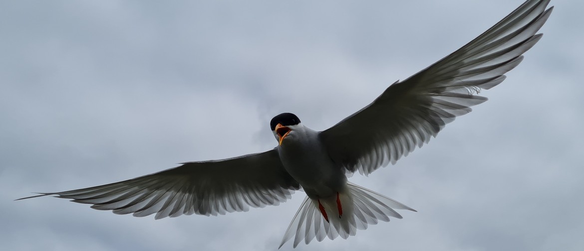 Protecting Precious Taonga: Tarapirohe (Black-fronted Tern)