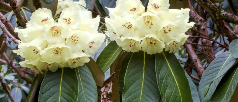 Large Leaf Rhododendrons in Bloom