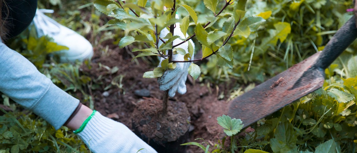 Community Planting Day - Ōtari-Wilton’s Bush