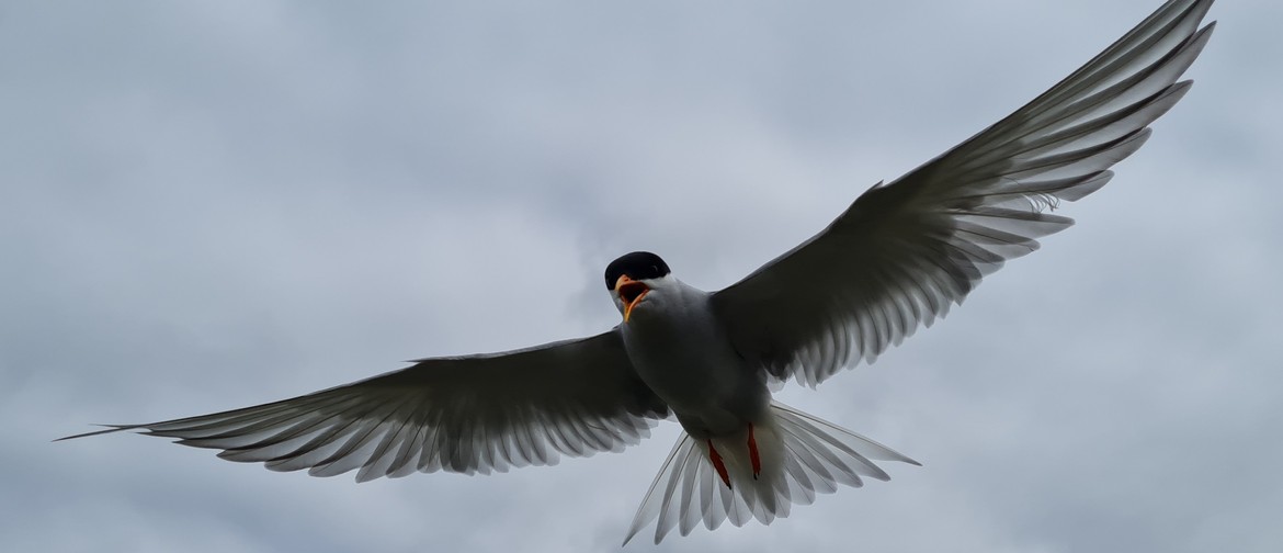 It's Your Tern