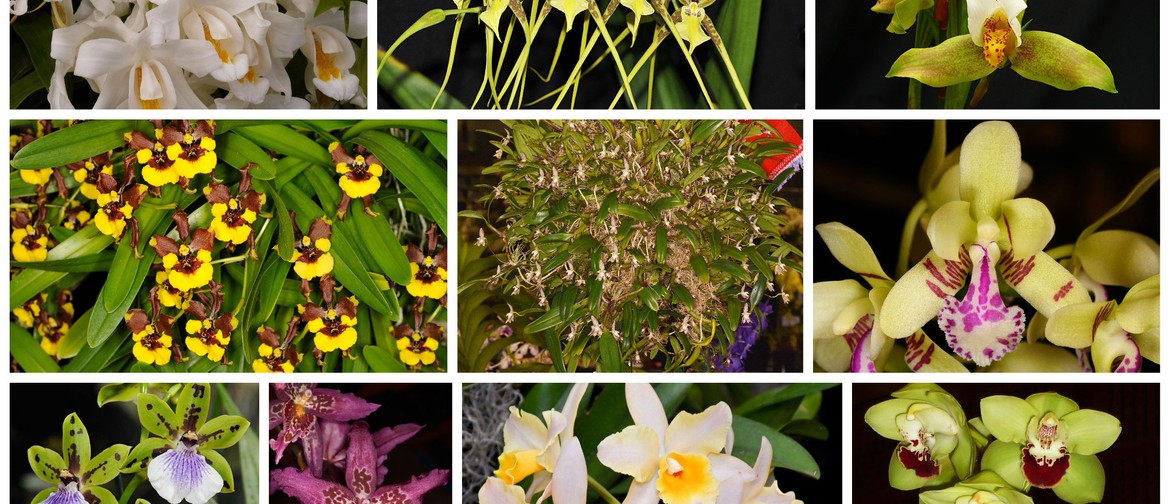 NZ Orchid Society Meeting Night