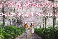 Image for event: NZ Cherry Blossom Festival