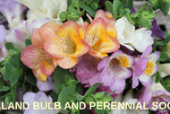 Image for event: Auckland Bulb and Perennial Society