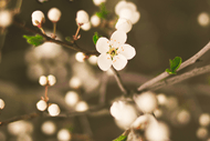 Karma: The Power to Transform Your Life - Meditation Course
