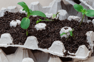 Tiny Seedlings Gardening Workshop