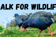 Image for event: Orokonui Ecosanctuary Walk for Wildlife