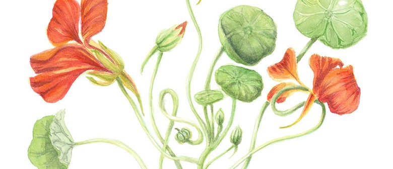 Exploring Botanic Watercolour With Jennifer Duval-smith