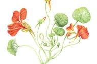 Image for event: Exploring Botanic Watercolour With Jennifer Duval-smith