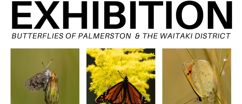 Exhibition: Butterflies of Palmerston & The Waitaki District