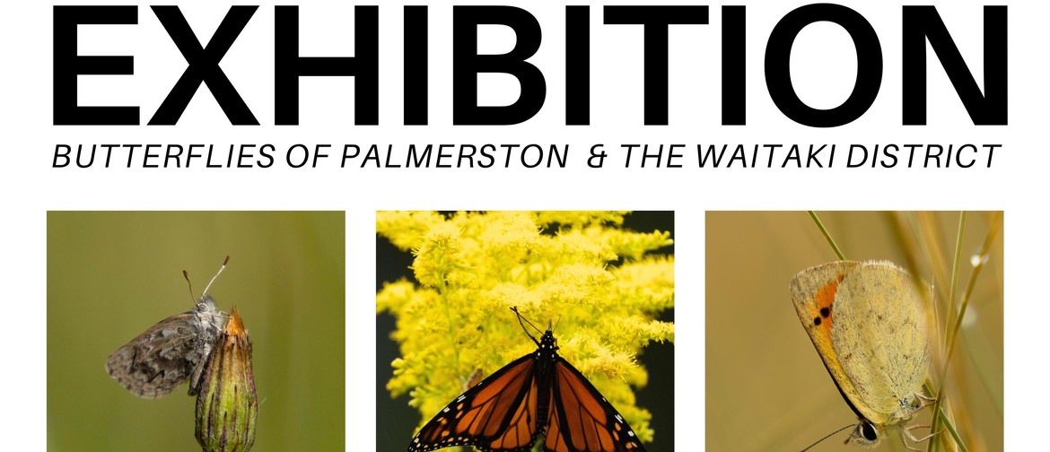 Exhibition: Butterflies of Palmerston & The Waitaki District